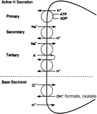 Figure 55.3, Apical membrane H transport mechanisms.