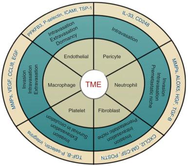 Figure 3.1, Multiple cellular components of the tumor microenvironment (TME) contribute to metastasis. Key cell types and mechanisms of action are shown.