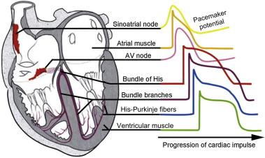 FIGURE 7.4, Action potential morphologies of the cardiac conduction system. Left, image of the rabbit heart with predicted locations of the sinoatrial node, atrioventricular node, and His-Purkinje network. Right, action potential morphologies of different cardiac cell types. Note that different cardiac regions display differences in diastolic membrane potential (more positive in SAN vs. ventricle), action potential morphology, and duration. Reprinted from O Monfredi, H. Dobrzynski, T Mondal, MR Boyett, and GM Morris. The anatomy and physiology of the sinoatrial node – A contemporary review. Pacing and Clinical Electrophysiology , 2010;33(11):1392–1406, with permission from John Wiley and Sons.