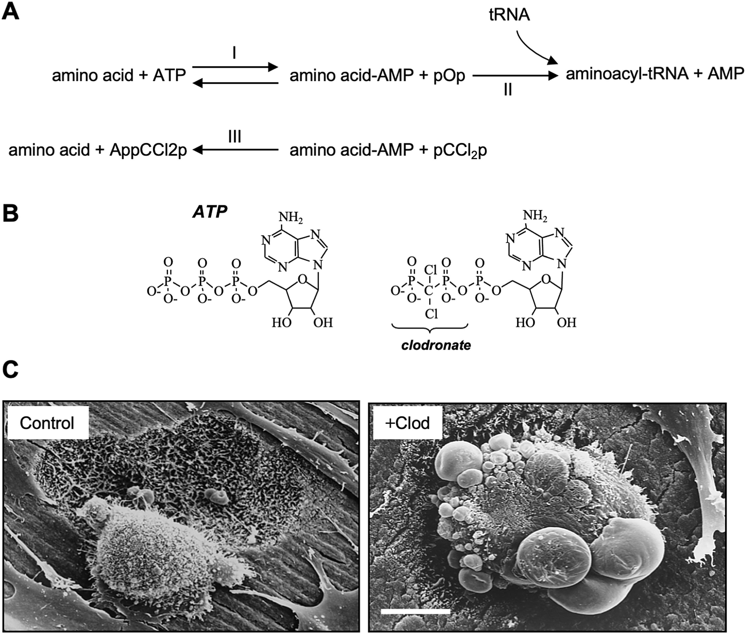 Figure 62.3, (A) The formation of AppCp-type metabolites of BPs is catalyzed by aminoacyl-tRNA synthetases. An amino acid condenses with ATP (Appp) to form an aminoacyl-adenylate (amino acid-AMP), releasing pyrophosphate (pOp) in a reversible reaction (I). The aminoacyl-adenylate then condenses with a molecule of tRNA to form aminoacyl-tRNA (reaction II). Since simple BPs (e.g., clodronate, pCCl 2 p) resemble pyrophosphate in structure, the reverse reaction of (I) can occur with pCCl 2 p in place of pOp, to form an analogue of ATP (AppCCl 2 p) containing the bisphosphonate. (B) The structure of ATP and the AppCp-type metabolite of clodronate (AppCCl 2 p). (C) Clodronate treatment induces apoptosis in cultured rabbit osteoclasts. Compared to untreated osteoclasts (left), clodronate causes the appearance of rounded cells with membrane blebbing (right), characteristic of apoptosis. Treatment with the clodronate metabolite AppCCl 2 p, encapsulated in liposomes, causes the same morphological changes.