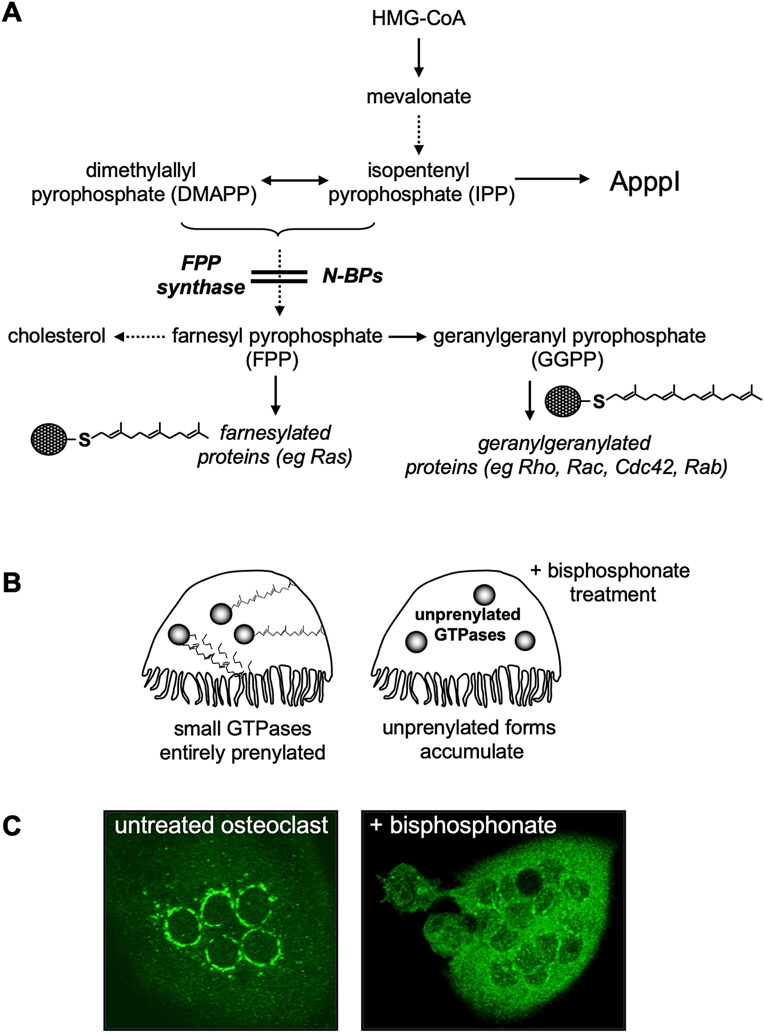 Figure 62.4, (A) N-BPs inhibit the mevalonate pathway. N-BPs are potent inhibitors of FPP synthase, thereby preventing the synthesis of FPP and GGPP required for the C-terminal prenylation of small GTPases. Inhibition of FPP synthase also causes the accumulation of IPP, which is incorporated into the cytotoxic metabolite ApppI. (B) By inhibiting FPP synthase, N-BPs cause accumulation of unprenylated small GTPases and alter their subcellular distribution. (C) Laser scanning confocal microscopy images of multinucleated osteoclasts stained for Rab6 (green). Rab6 localizes to the perinuclear golgi in the untreated osteoclast (left) but has a cytosolic distribution in the osteoclast after 48 h treatment with the bisphosphonate risedronate (right).