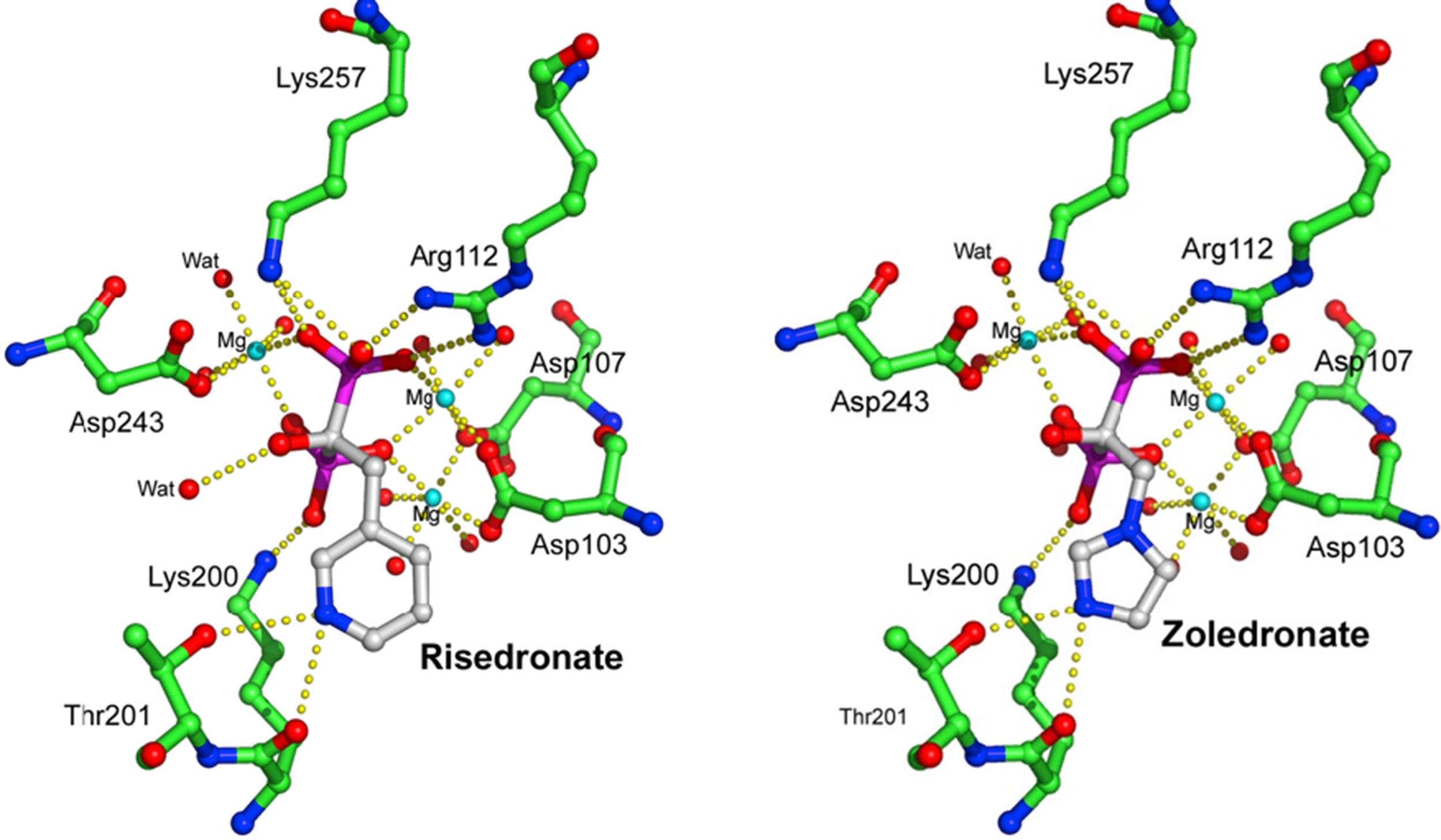 Figure 62.5, Binding of risedronate and zoledronate in the GPP pocket of FPP synthase.