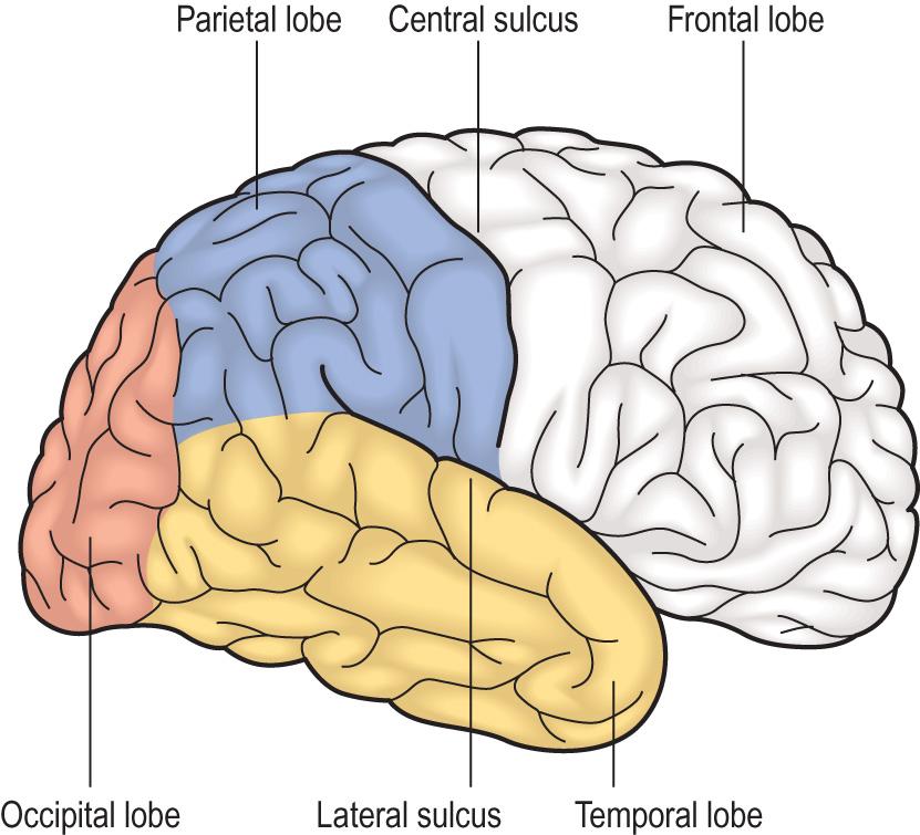 Fig. 26.1, Location and function of the lobes of the cerebral cortex.