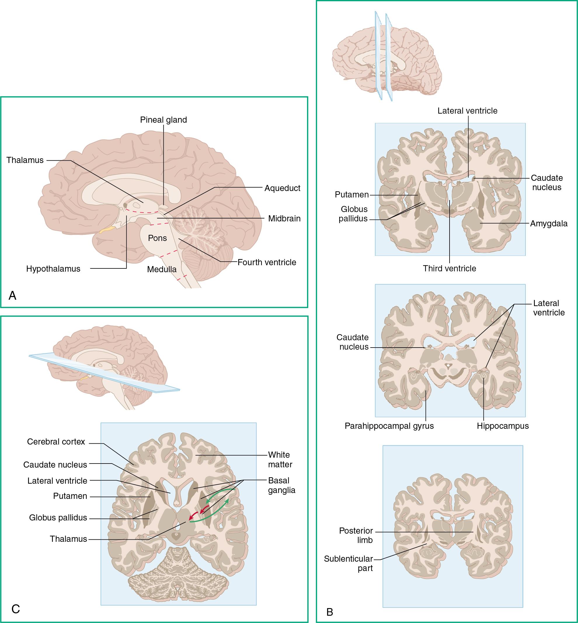 Fig. 3.1, Labeled cross-sections of the brain. A, Major components of the diencephalon and brainstem. B, The amygdala and hippocampus, major components of the limbic system in each cerebral hemisphere, as seen in coronal sections. C, Major components of the basal ganglia in each cerebral hemisphere, and some of their principal connections.