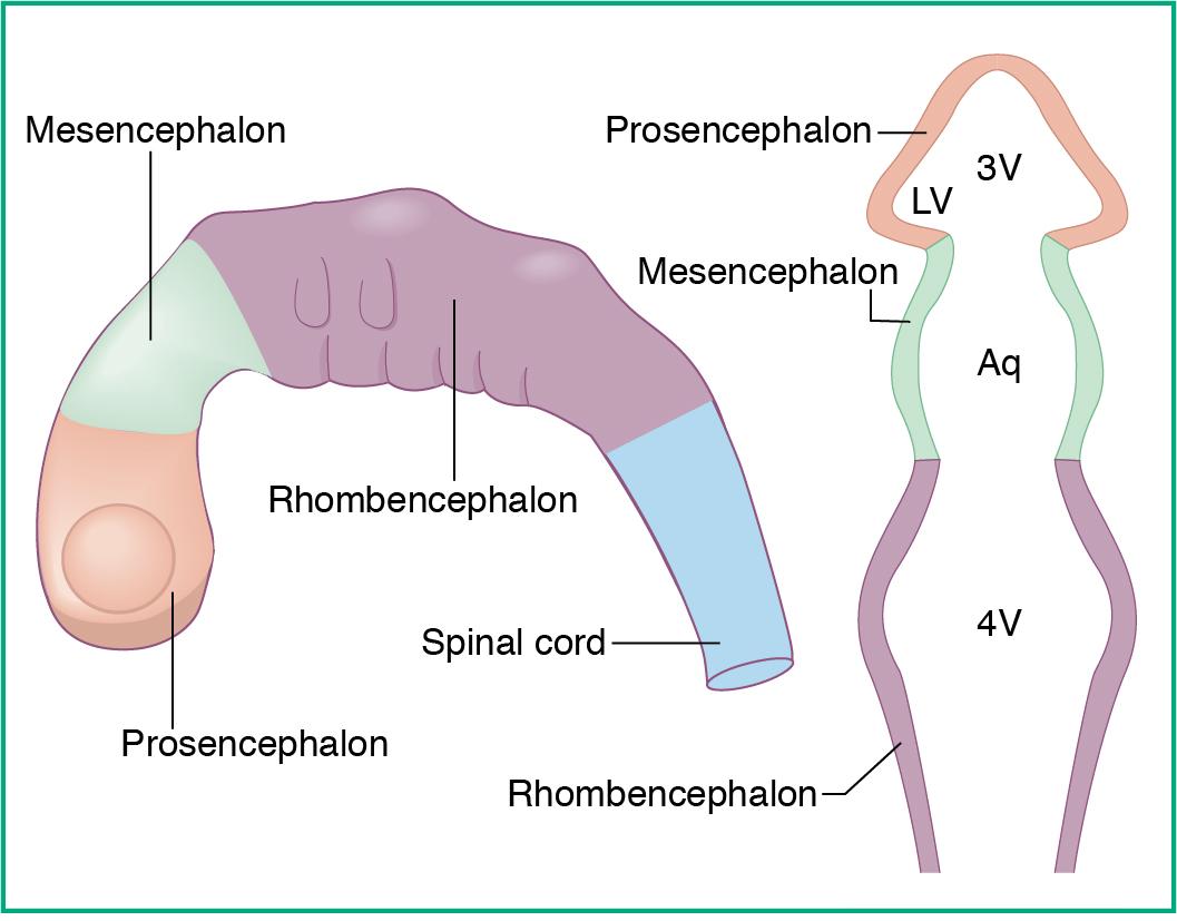 Fig. 3.2, Primary brain vesicles at about the time of neural tube closure (about 4 weeks). 3V, 4V, Third and fourth ventricles; Aq , aqueduct; LV , lateral ventricle.