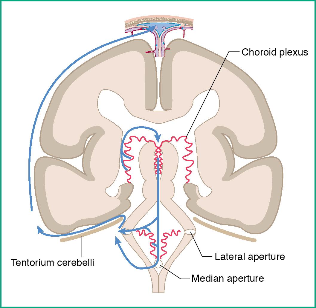 Fig. 3.3, Pathway of cerebrospinal fluid flow.