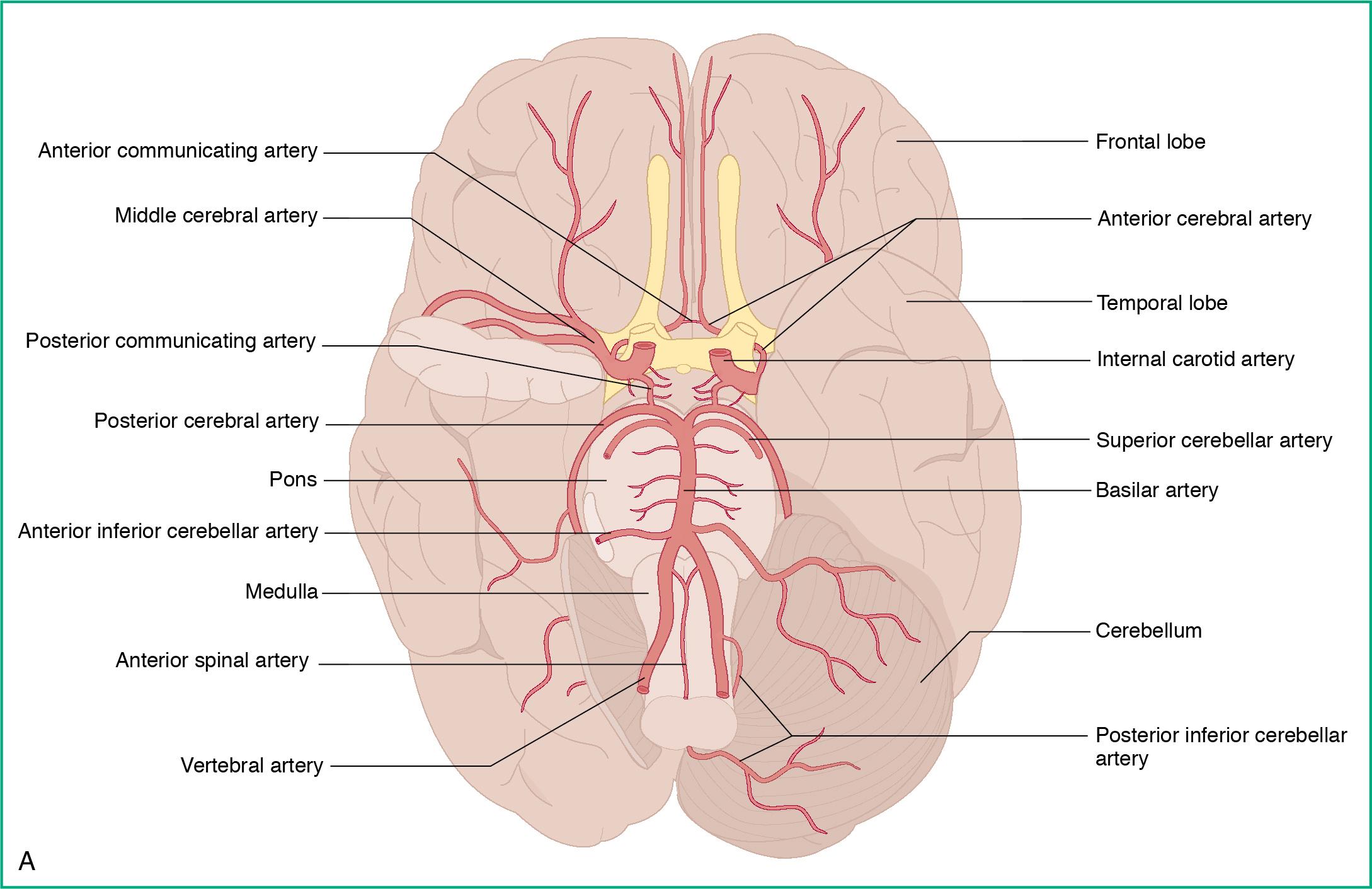 Fig. 3.4, Circle of Willis circulation at the base of the brain (A), and the vascular distribution of the anterior, middle, posterior cerebral arteries (B).