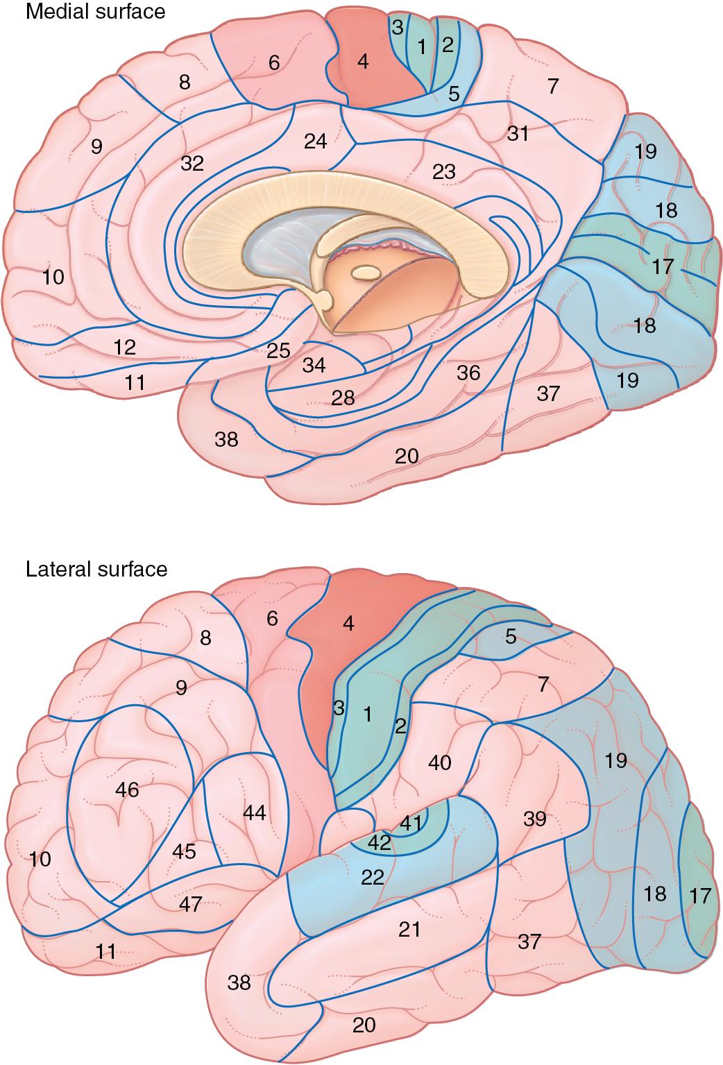 Fig. 3.6, Various cortical areas of the cerebral cortex. Select Brodmann’s areas are shown on the medial surface of the hemisphere (top), and the lateral convex surface of the hemisphere (bottom).