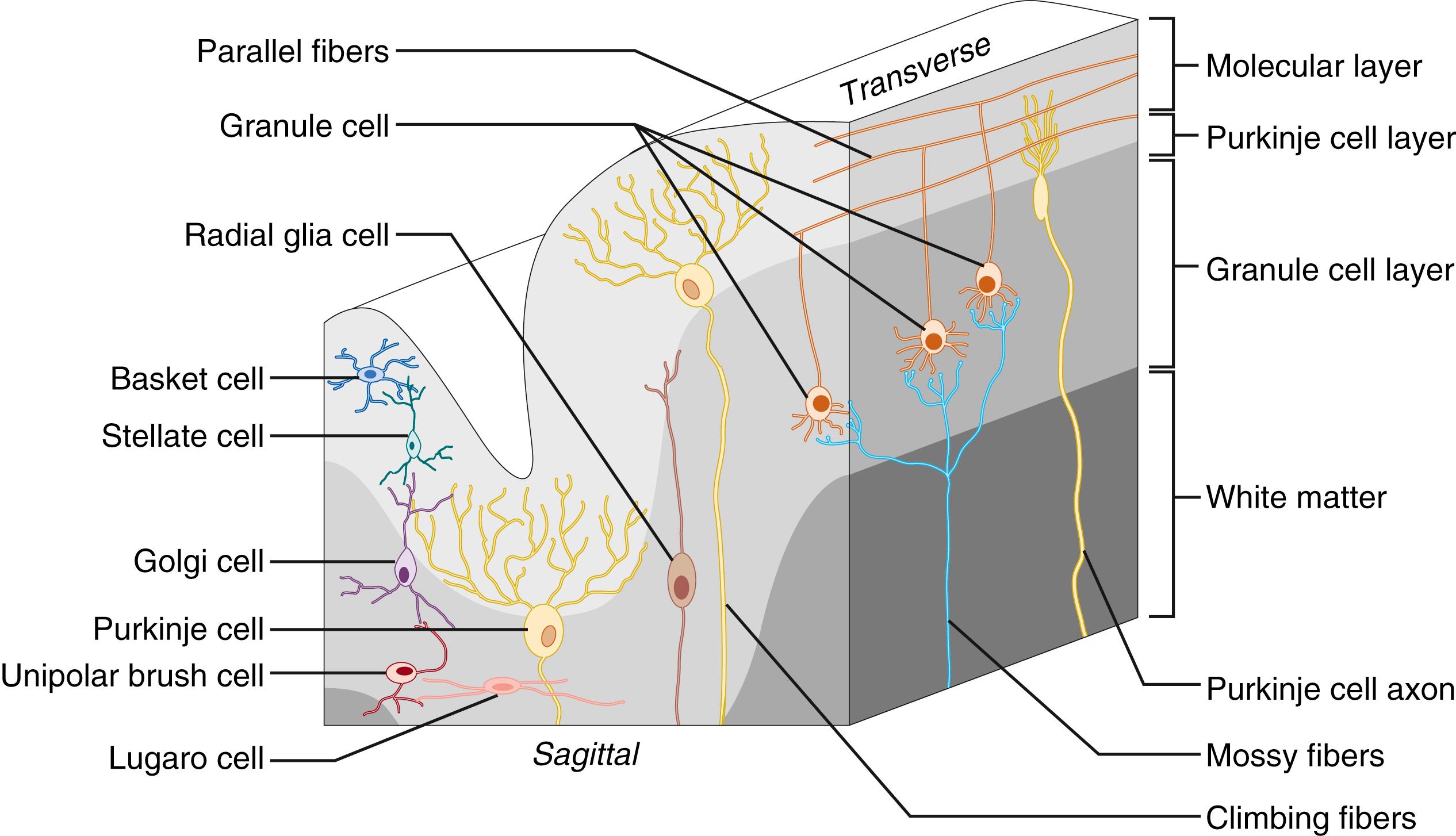 Fig. 129.1, Transverse and sagittal planes of the mammalian cerebellar cortex organization.