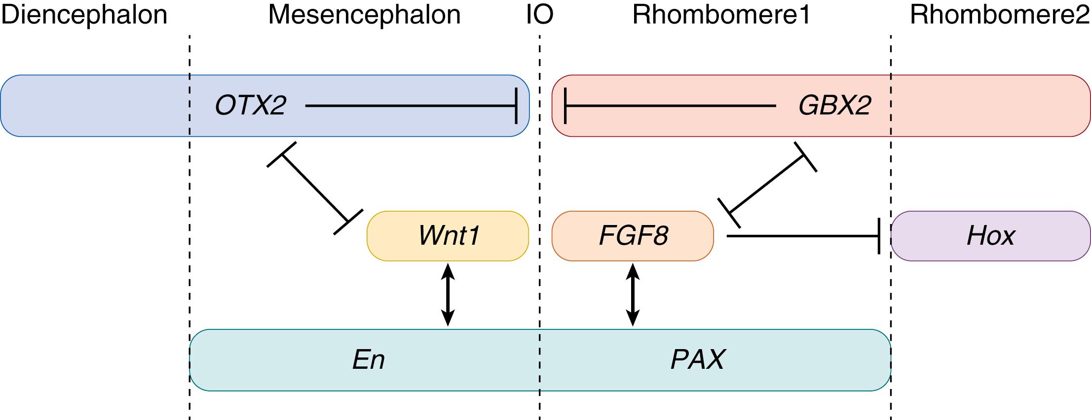 Fig. 129.2, Gene expression pattern domain during early specification of the mesencephalic and metencephalic structures giving rise to the cerebellum.