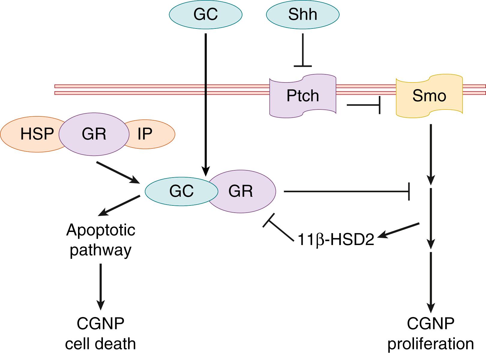 Fig. 129.3, Model for cross-antagonistic interactions of Sonic hedgehog signaling and acute/chronic glucocorticoid signaling in developing cerebellar granule cell precursors. Sonic hedgehog (Shh)- Smoothened (Smo) activation in proliferating cerebellar granule cell precursors (CGNPs) promotes cell cycle progression and induces 11β-hydroxysteroid dehydrogenases type 2 ( 11β-HSD2 ) expression through regulation of its downstream activators. GC , Glucocorticoid; GR, glucocorticoid receptor; HSP, heat shock protein; IP, immunophilin; Ptch, Patched.