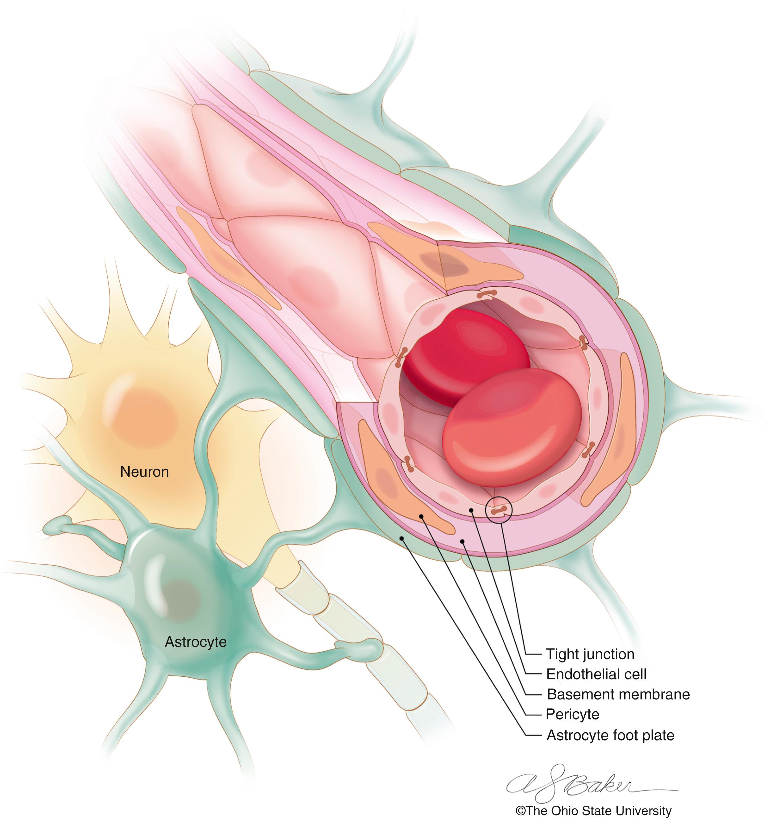 Figure 70.1, Illustration of the normal blood-brain barrier.