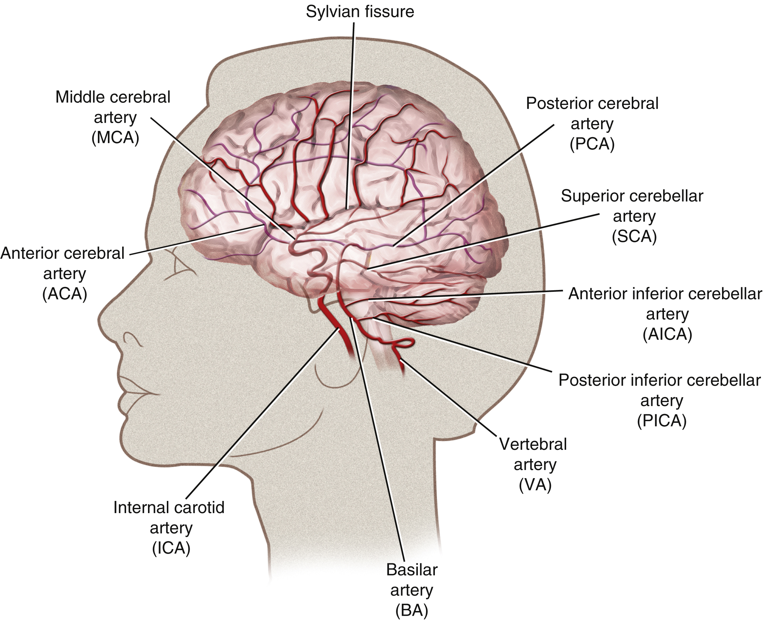 Fig. 59.1, Cerebral vascular anatomy. Shown are areas of brain fed by named arteries.