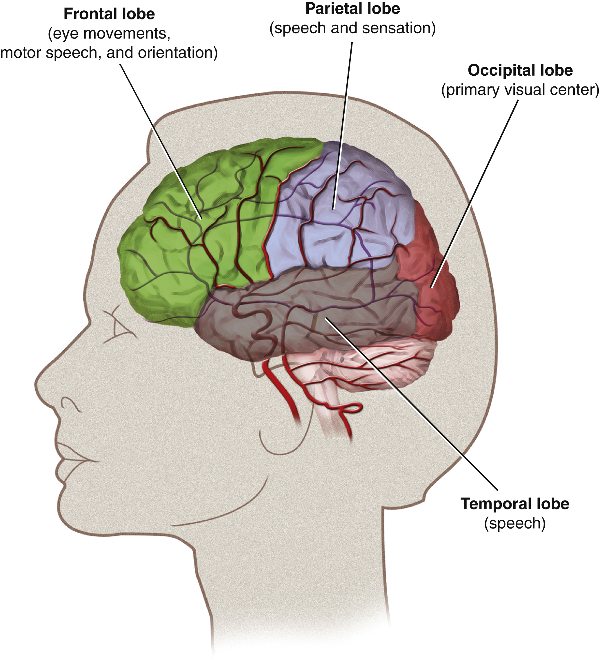 Fig. 59.3, Frontal lobe ( green ): eye movements, speech/motor, orientation, neglect. Temporal lobe ( purple ): speech. Parietal lobe ( blue ): speech, sensation, neglects. Occipital lobe ( red ): vision.