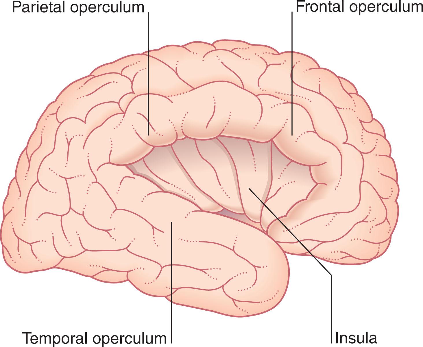 Fig. 2.3, Insula, seen on retraction of the opercula.