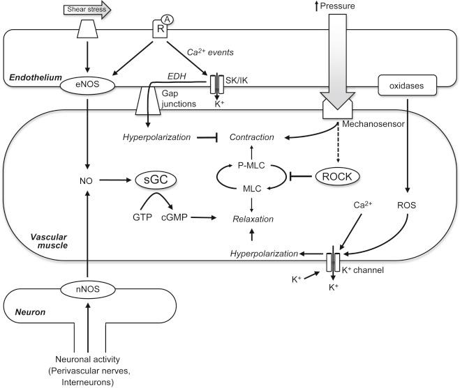 Figure 7.1, Schematic diagram depicting some of the major mechanisms regulating contraction and relaxation of vascular muscle. Increased intraluminal pressure activates mechanosensor(s) on vascular muscle, which promotes cell contraction. The contractile state of vascular muscle is determined by the ratio of phosphorylated to unphosphorylated myosin light chain (MLC). ROCK (perhaps ROCK2 in particular) plays a central role in the myogenic response by increasing calcium sensitivity, although the mechanism by which it is activated is unclear. NOS enzymes generate nitric oxide (NO) basally and their activity can be increased by shear stress, receptor-mediated signaling (eNOS), or neuronal activity (nNOS). NO activates soluble guanylate cyclase (sGC) generating cyclic guanine monophosphate (cGMP), resulting in relaxation of vascular muscle. Other mechanisms of relaxation include activation of various K + channels, which hyperpolarizes the cell and thus, cause relaxation. Numerous molecules can activate K + channels, including reactive oxygen species (ROS), low concentrations of extracellular K + , and increased intracellular calcium. Activation of small and intermediate conductance K + channels (SK/IK) in endothelium generates a hyperpolarization current (EDH) that is transmitted to vascular muscle via gap junctions, opposing contraction. A , agonist; EDH , endothelium-dependent hyperpolarization; R , receptor; ROCK , Rho kinase.
