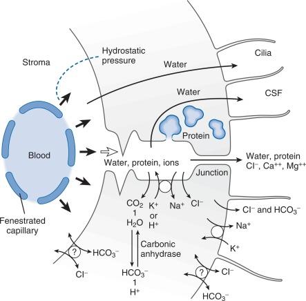 Fig. 3.1, Some of the processes involved in cerebrospinal fluid (CSF) formation at the choroid plexus are shown in schematic form. Adenosine triphosphate-dependent membrane “pumps” transport Na + across the abluminal surface to within the choroid plexus cell and across the secretory surface, into the macroscopic CSF space, in exchange for K + and H + . Water moves from the stroma into CSF as it follows the concentration gradient produced by the ionic “pumps.”