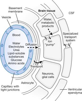 Fig. 3.2, Water and other constituents of plasma cross the blood–brain barrier (capillary endothelial cells, basement membrane, and astrocyte foot processes) into the brain extracellular fluid (ECF) space by diffusion or transport. This fluid diffuses toward the macroscopic cerebrospinal fluid (CSF) space and subarachnoid space. Water and other cellular metabolites are added to the ECF from neurons and glial cells.