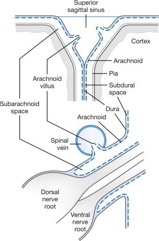 Fig. 3.3, Cerebrospinal fluid is reabsorbed via arachnoid villi at the sagittal sinus and at spinal veins on dorsal nerve roots.