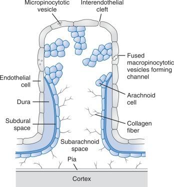 Fig. 3.4, Schematic drawing of the microscopic anatomy of an arachnoid villus.