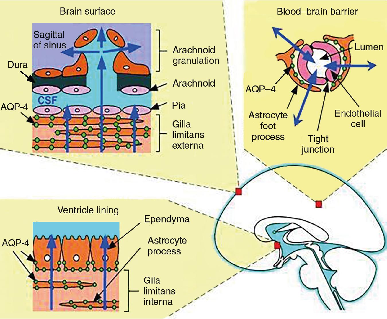 Fig. 5.1, The blood–brain barrier. AQP-4, Aquaporin-4.