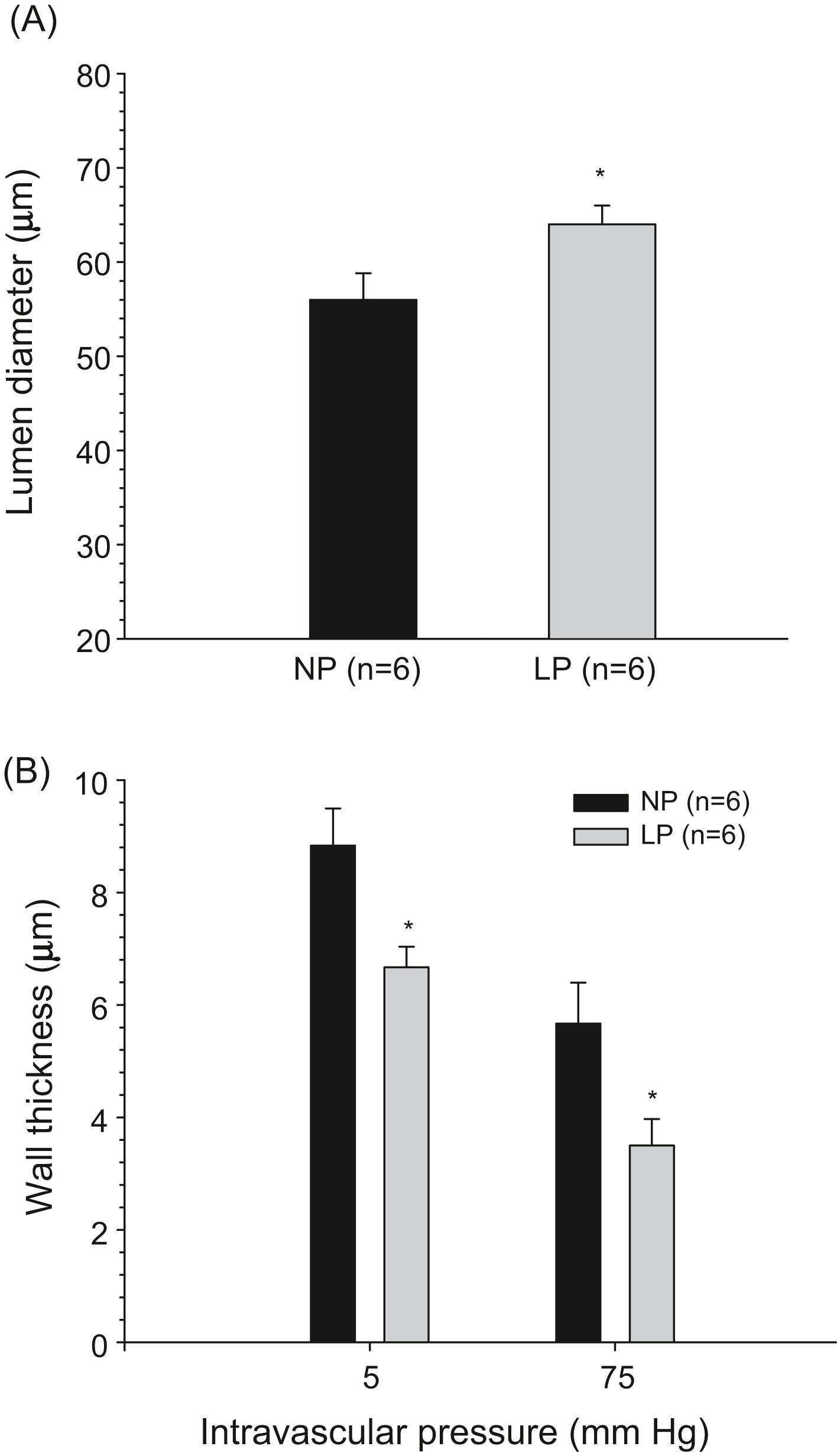 Figure 13.11, (A) Effect of pregnancy on the diameter of small penetrating arterioles in the brain. Measurements were taken using video microscopy, ex vivo and fully relaxed in papaverine solution to inhibit smooth muscle contraction at a pressure of 5 mm Hg. Measuring diameter at low pressure when changes in distensibility are minimal provides a more accurate assessment of arteriole remodeling and growth. Graph shows arteriolar lumen diameter from nonpregnant (NP, black bar ) and late-pregnant (LP, gray bar ) animals. Pregnancy causes outward remodeling of cerebral arterioles (∗ p < .05 vs. NP). This effect likely decreases small-vessel resistance under conditions when the vasculature is fully dilated, such as during acute hypertension and forced dilatation. (B) Effect of pregnancy on arteriolar wall thickness. Measurements were taken similarly to those shown in (A) at pressures of 5 and 75 mm Hg. Graph shows wall thickness of arterioles from nonpregnant (NP, black bar ) and late-pregnant (LP, gray bar ) animals. Notice that in addition to causing outward remodeling of arterioles that increases lumen diameter, pregnancy also causes arterioles to have significantly thinner walls (∗ p < .05 vs. NP). This effect on arteriolar wall thickness would be expected to cause a significant elevation in wall stress, especially under conditions of acute hypertension when both lumen diameter and arteriolar pressure are severely increased.