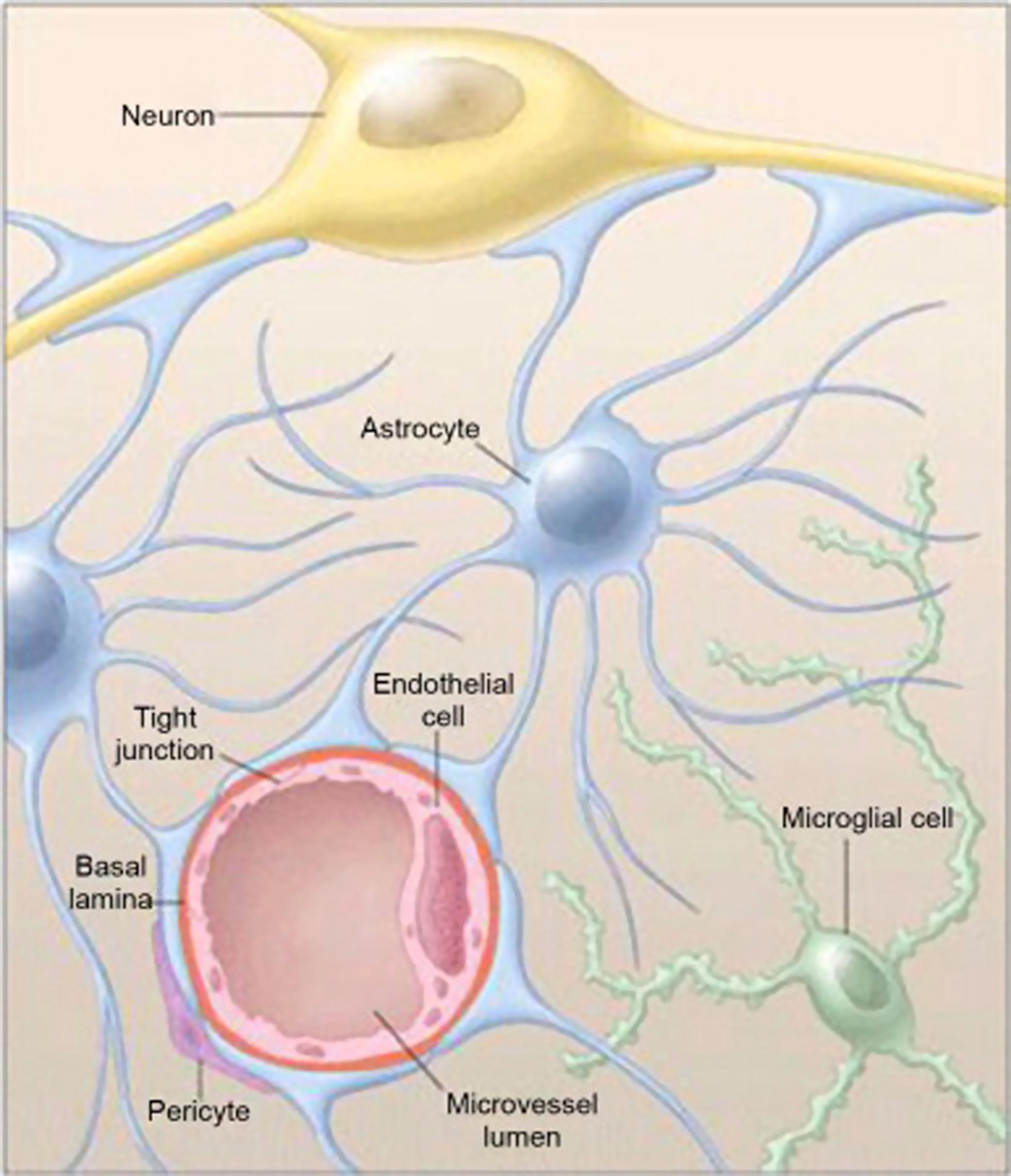 Figure 13.8, Schematic of the neurovascular unit. Increased hydrostatic (capillary lumen) pressure causes extravasation of plasma and red cells through endothelial tight junctions with perivascular edema.