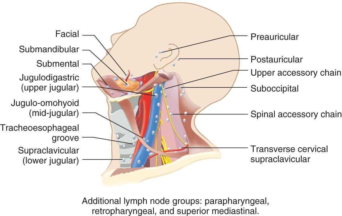 Figure 11.3, The regional lymph nodes of the head and neck region.