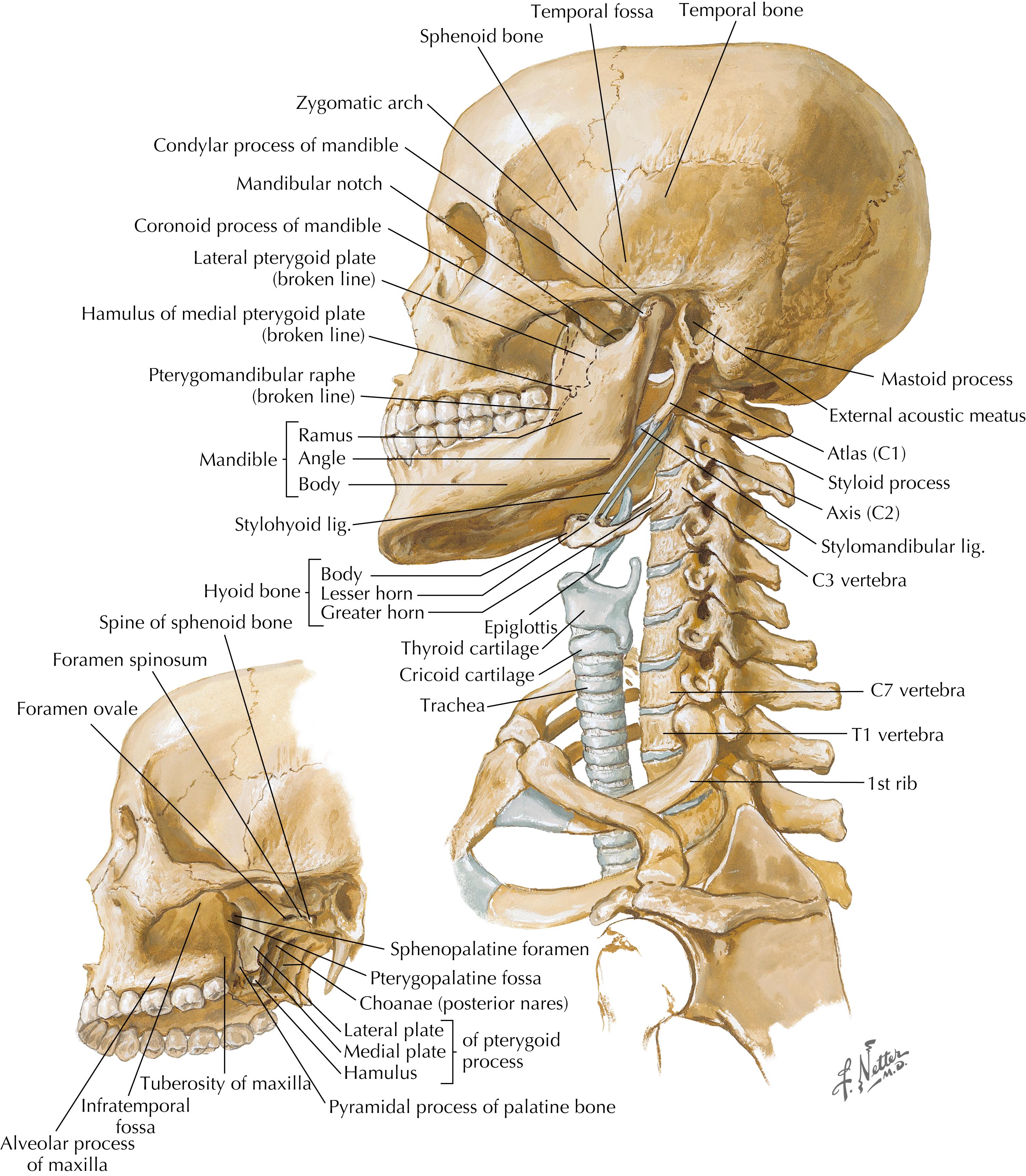 Figure 3-1, Bony framework of the head and neck.