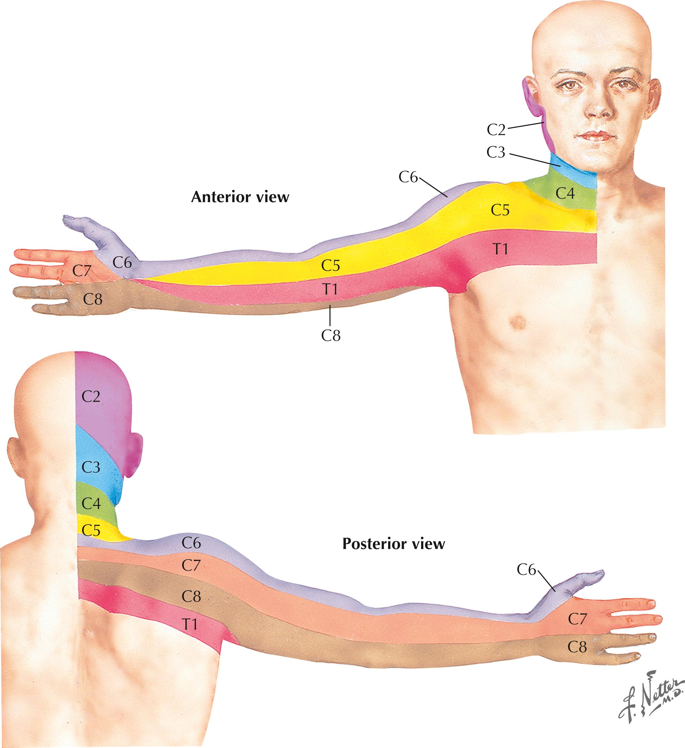 Figure 3-14, Dermatomes of the upper limb.