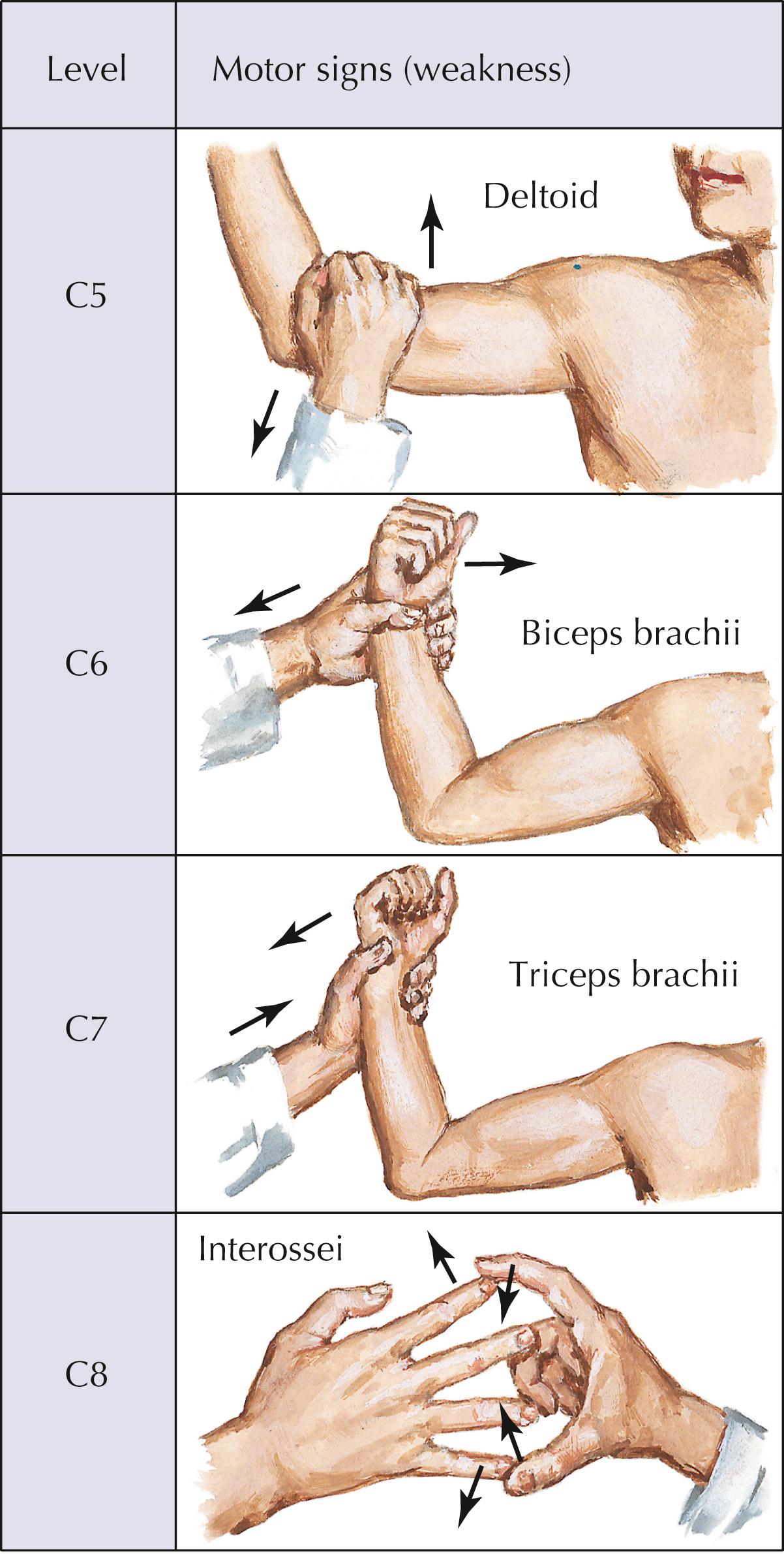 Figure 3-15, Manual muscle testing of the upper limb.