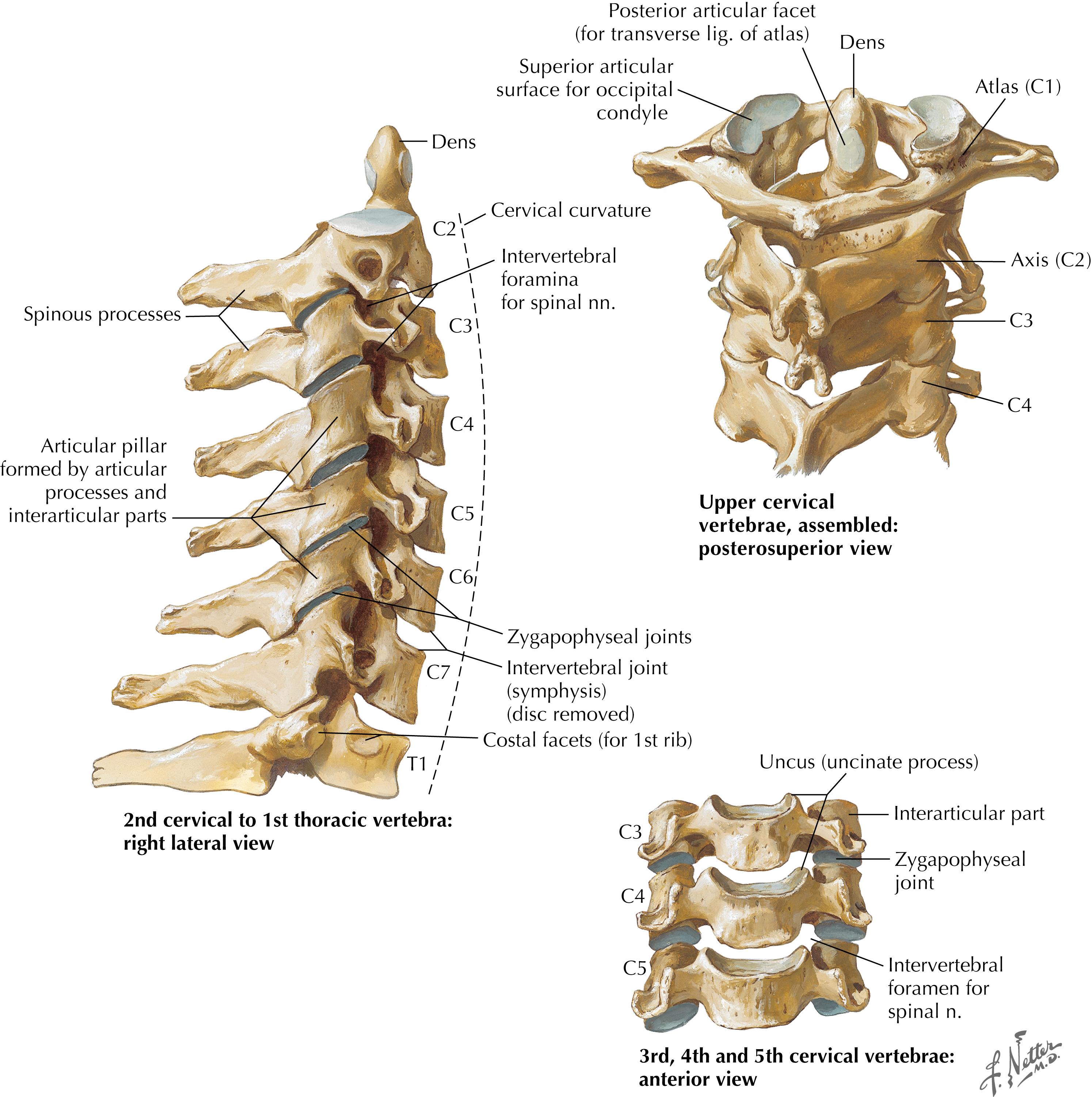 Figure 3-3, Joints of the cervical spine.