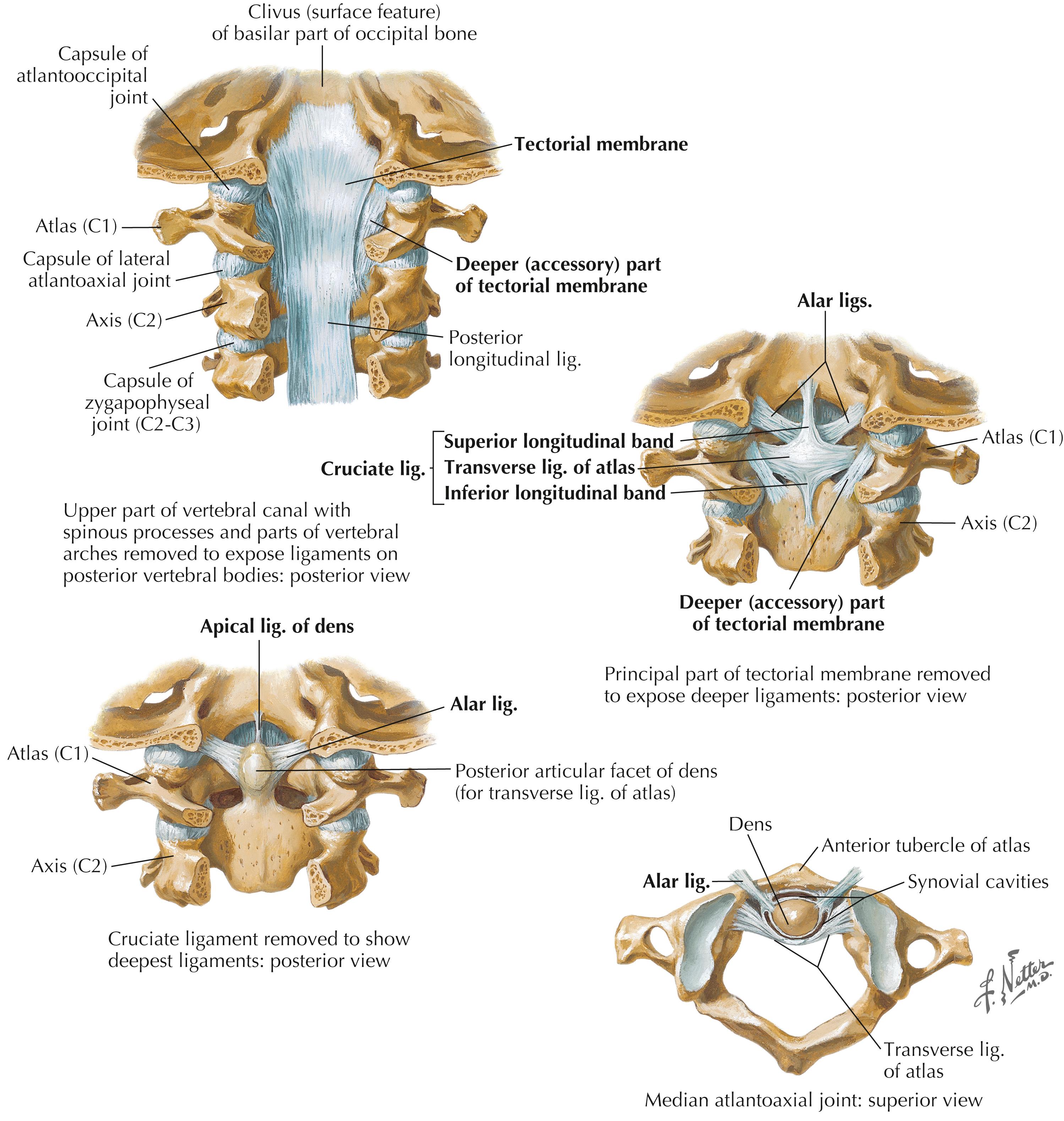 Figure 3-4, Ligaments of the atlantooccipital joint.