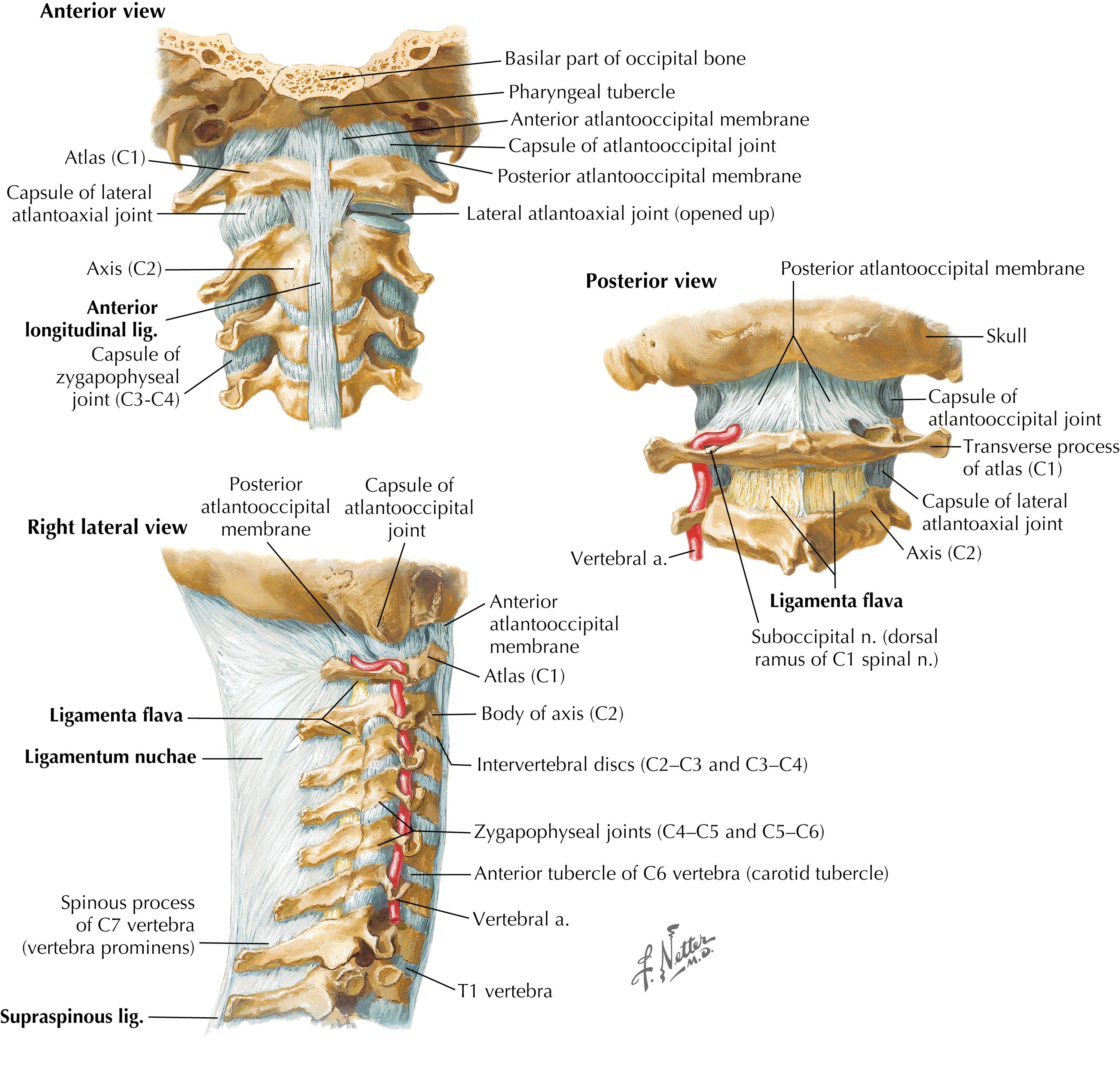 Figure 3-5, Spinal ligaments.