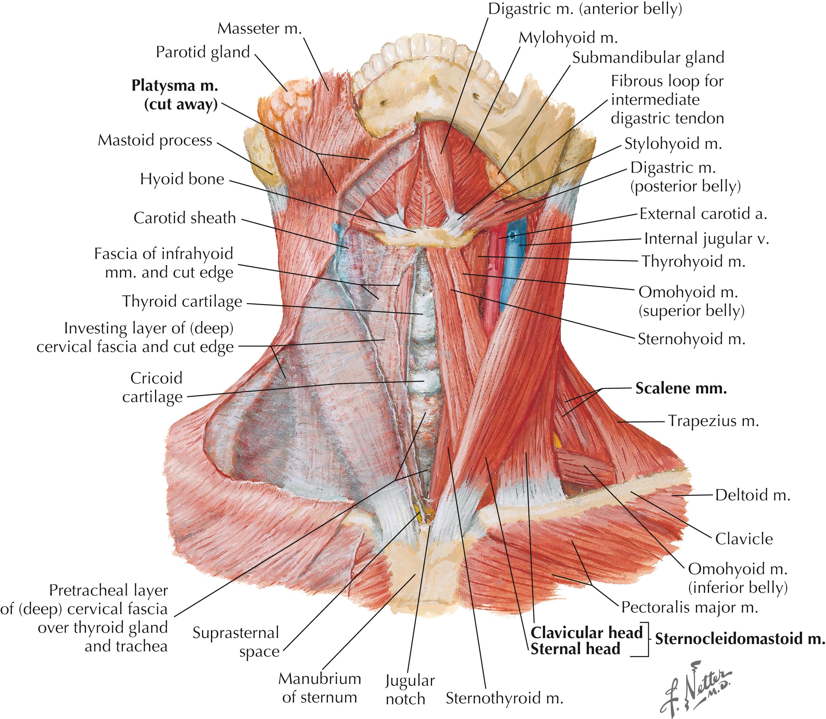Figure 3-6, Anterior muscles of the neck.