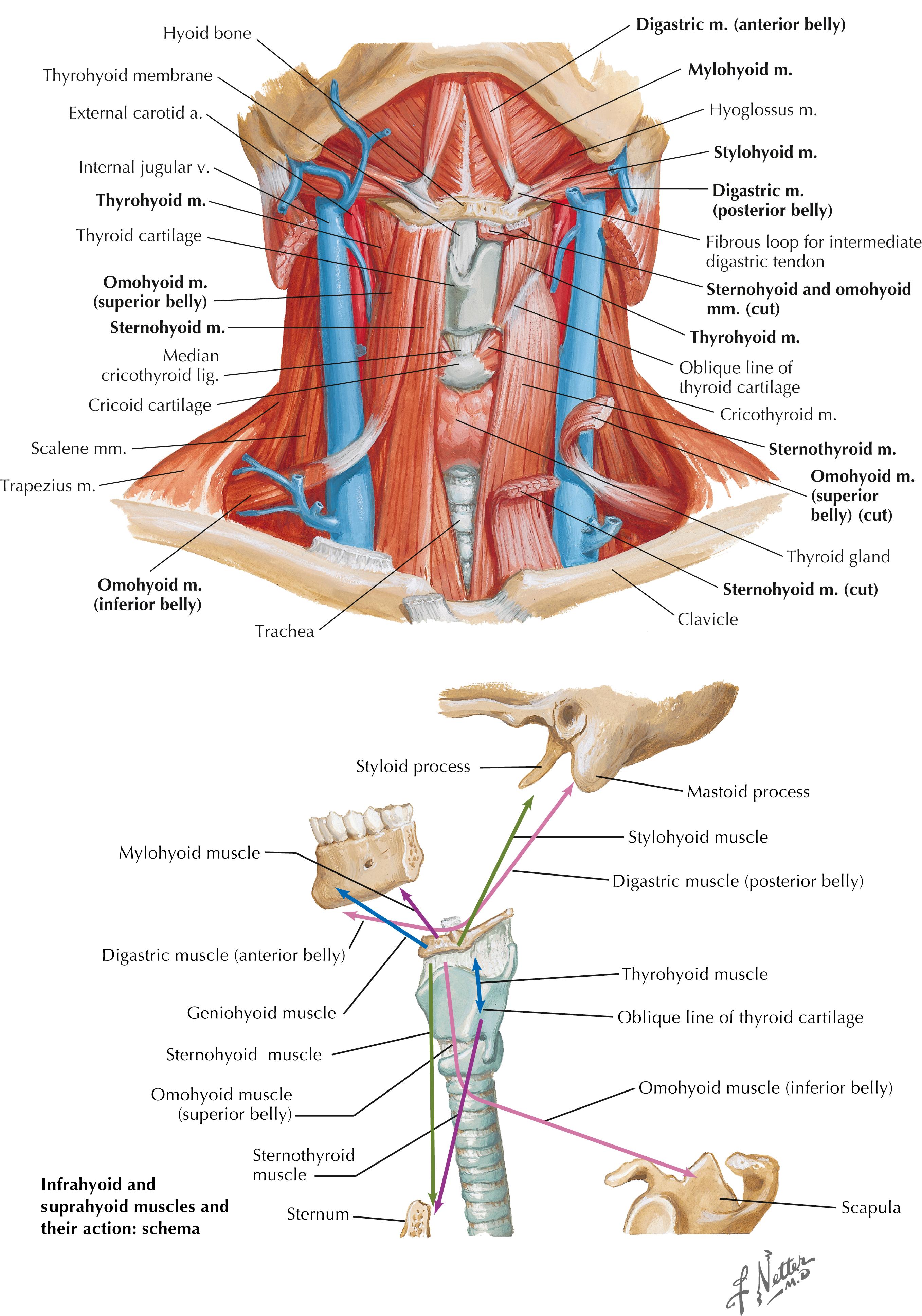 Figure 3-7, Suprahyoid and infrahyoid muscles.