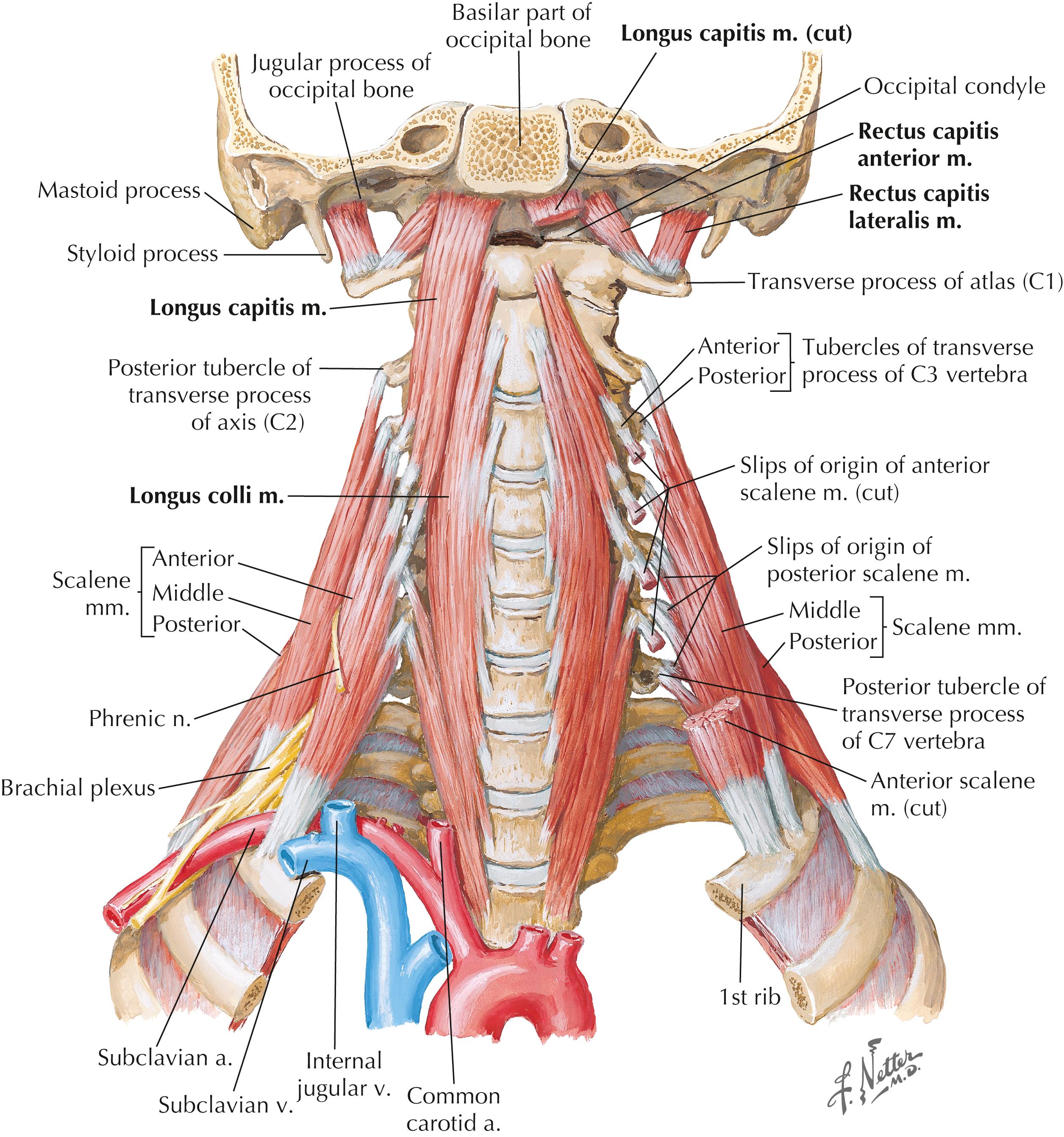 Figure 3-8, Scalene and prevertebral muscles.