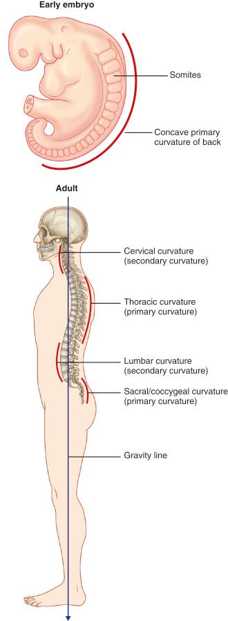 FIGURE 1-1, Curvatures of the vertebral column.