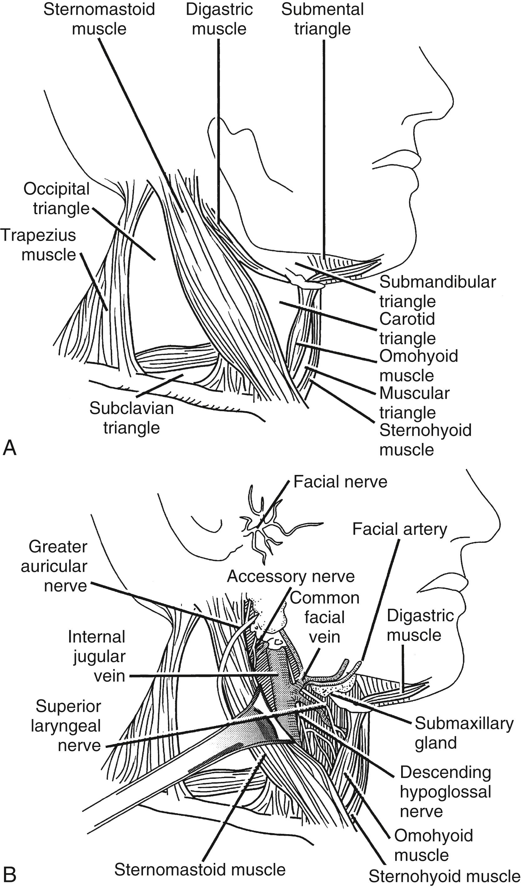 Figure 104.1, A, Cervical triangles. B, Carotid triangle and its contents.