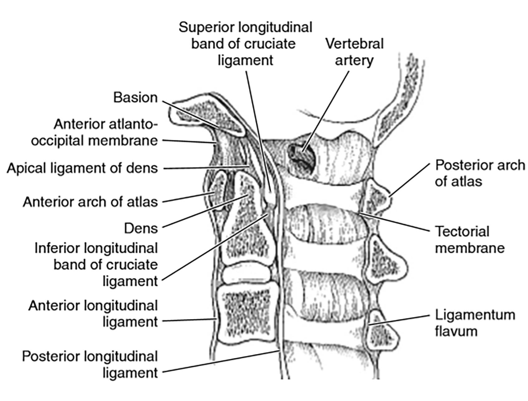 FIGURE 1, Sagittal cervical spine cross-section.