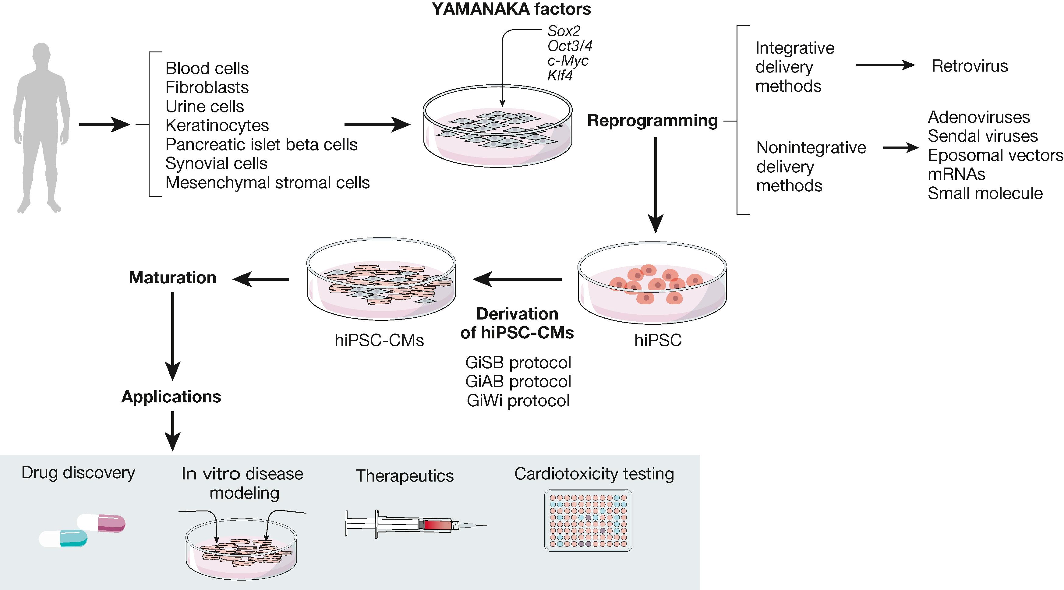 Fig. 59.1, Processes involved in the generation of hiPSC-CMs from human somatic cells and potential uses for in vitro disease modeling, drug discovery, therapeutics, and cardiotoxicity testing. hiPSC-CM, Human-induced pluripotent stem cell–derived cardiomyocyte.