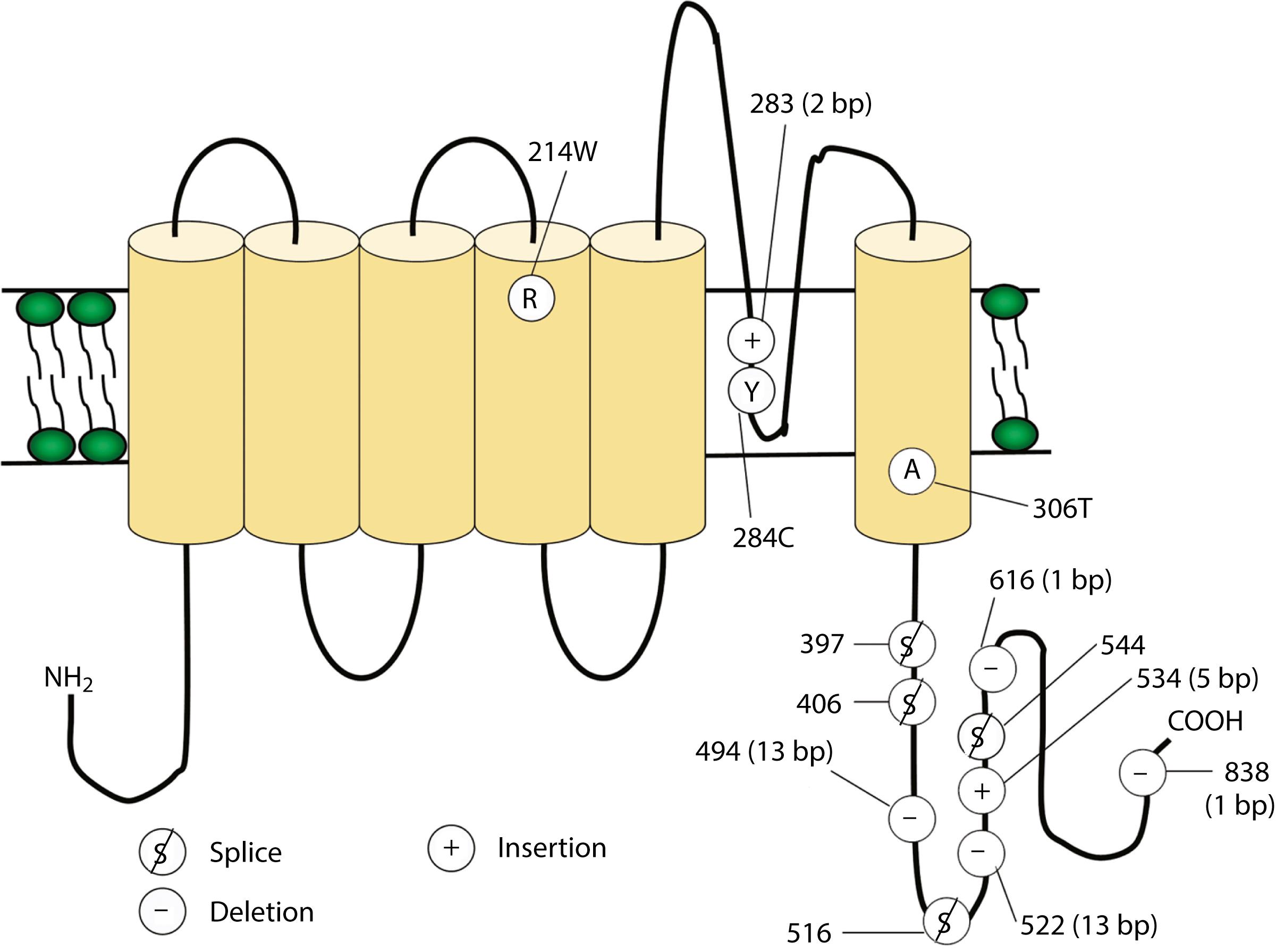 Fig. 98.3, Proposed Structure of the Voltage-Gated Potassium Channel, Kv1.1 (KCNA1), Implicated in Episodic Ataxia Type 1.