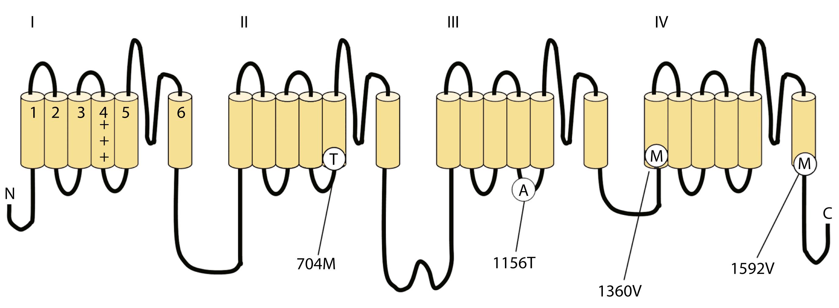 Fig. 98.4, Diagram of the Voltage-Gated Sodium Channel and the Four Most Common Mutations Causing Hyperkalemic Periodic Paralysis.