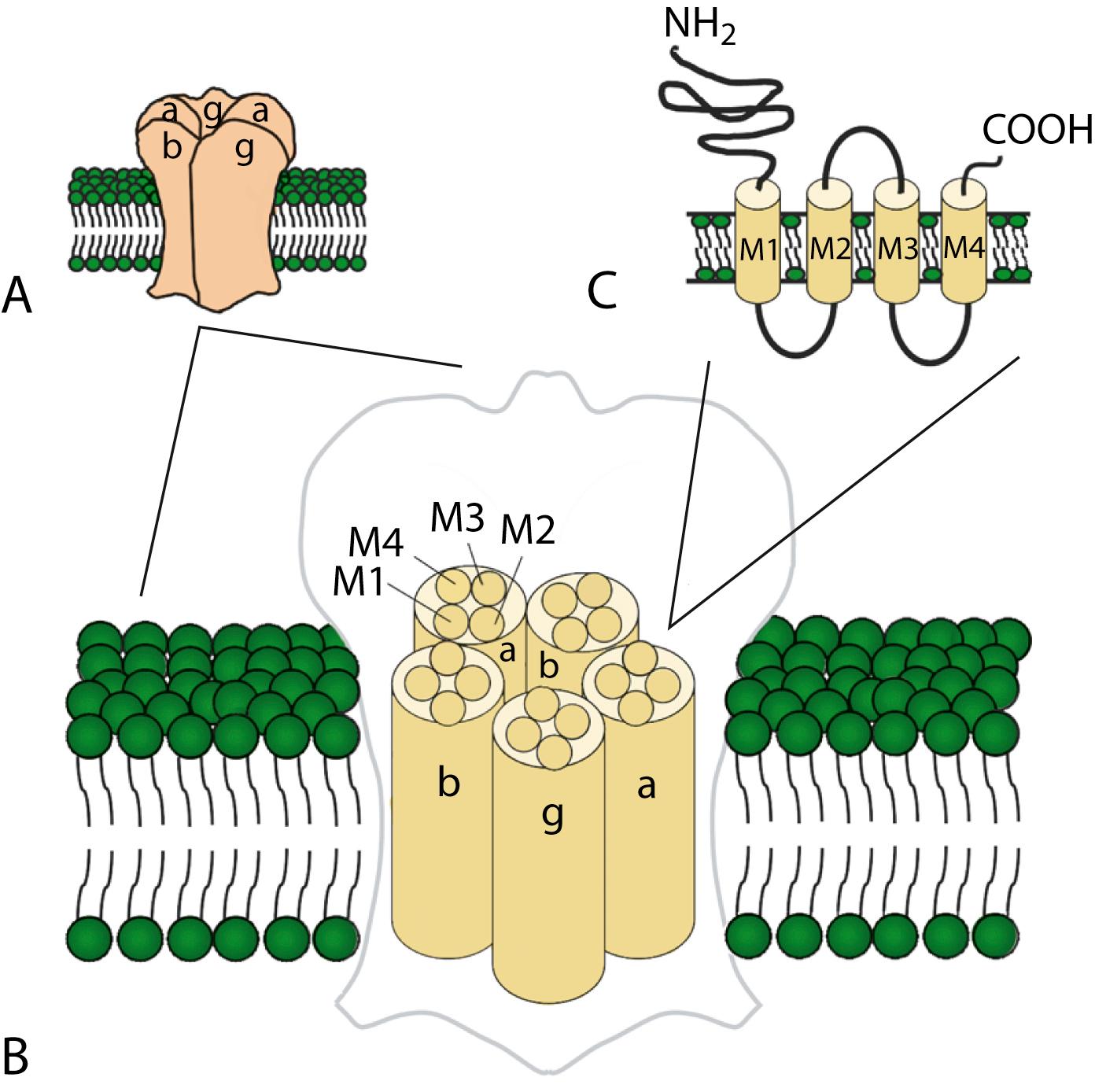 Fig. 98.5, Molecular Structure of the Nicotinic Acetylcholine Receptor.