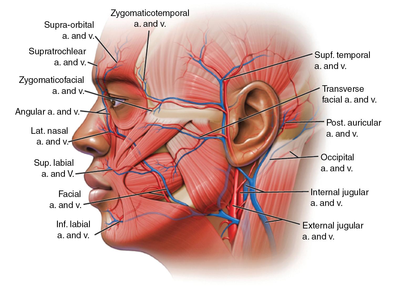 Fig. 3.4, Facial anatomy