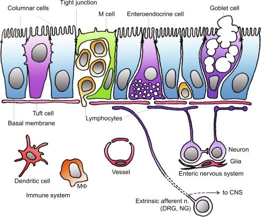 Fig. 28.1, Schema of colonic epithelium and subepithelial tissues that are involved in luminal chemosensing. (Modified from Kaji I, Karaki S, Kuwahara A. Taste sensing in the colon. Curr Pharm Des 2014; 20 :2766–74.) Tight junctions form seals between epithelial cells. Intraepithelial lymphocytes, and immune cells migrate close to the lumen via passages in the basal membrane. Extrinsic afferent nerves originate from dorsal root (DRG) and nodose ganglia (NG) that transduce signals to the central nervous system (CNS).