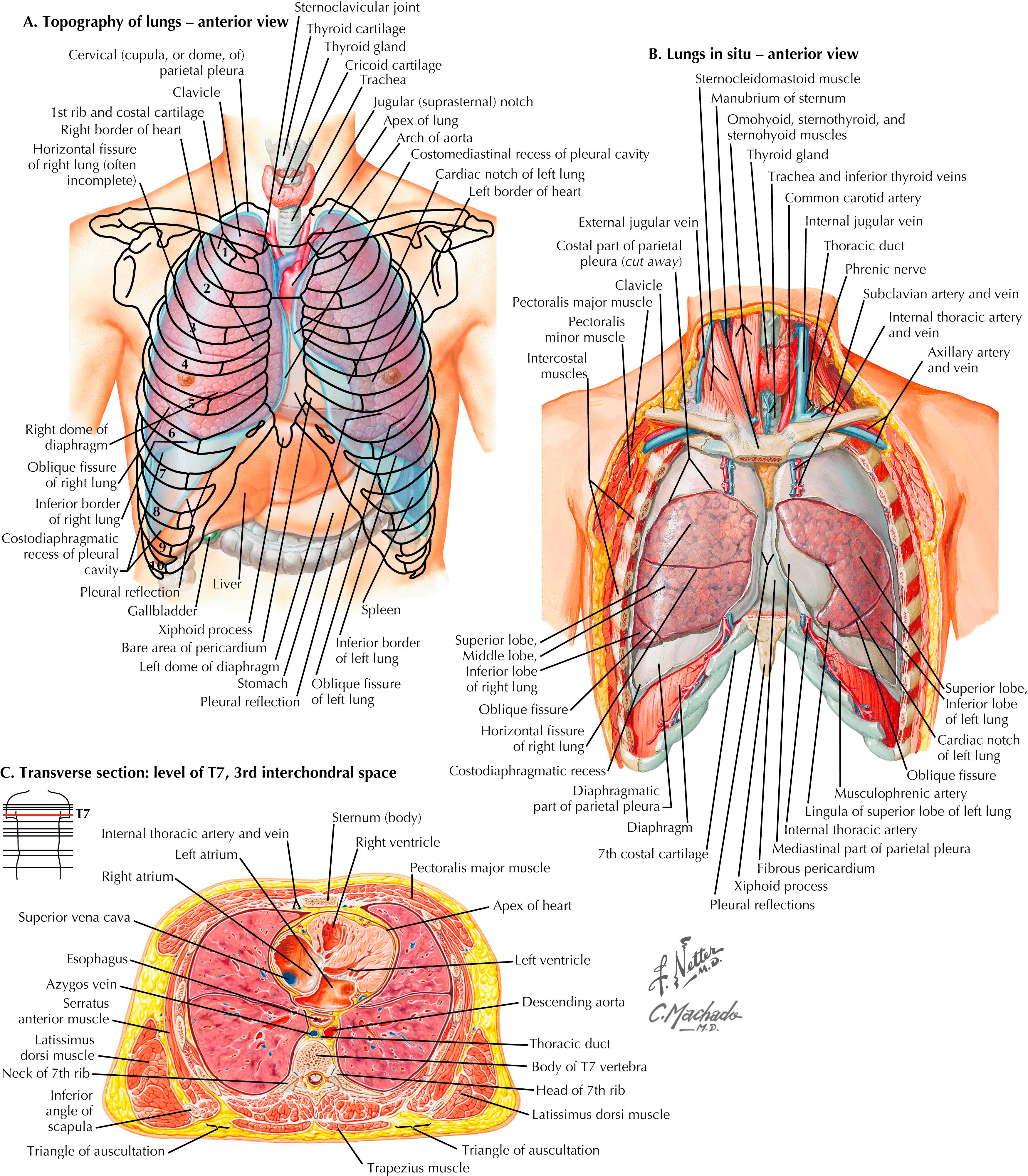 FIGURE 50.1, Lung topography, lungs in situ, and chest wall cross section.