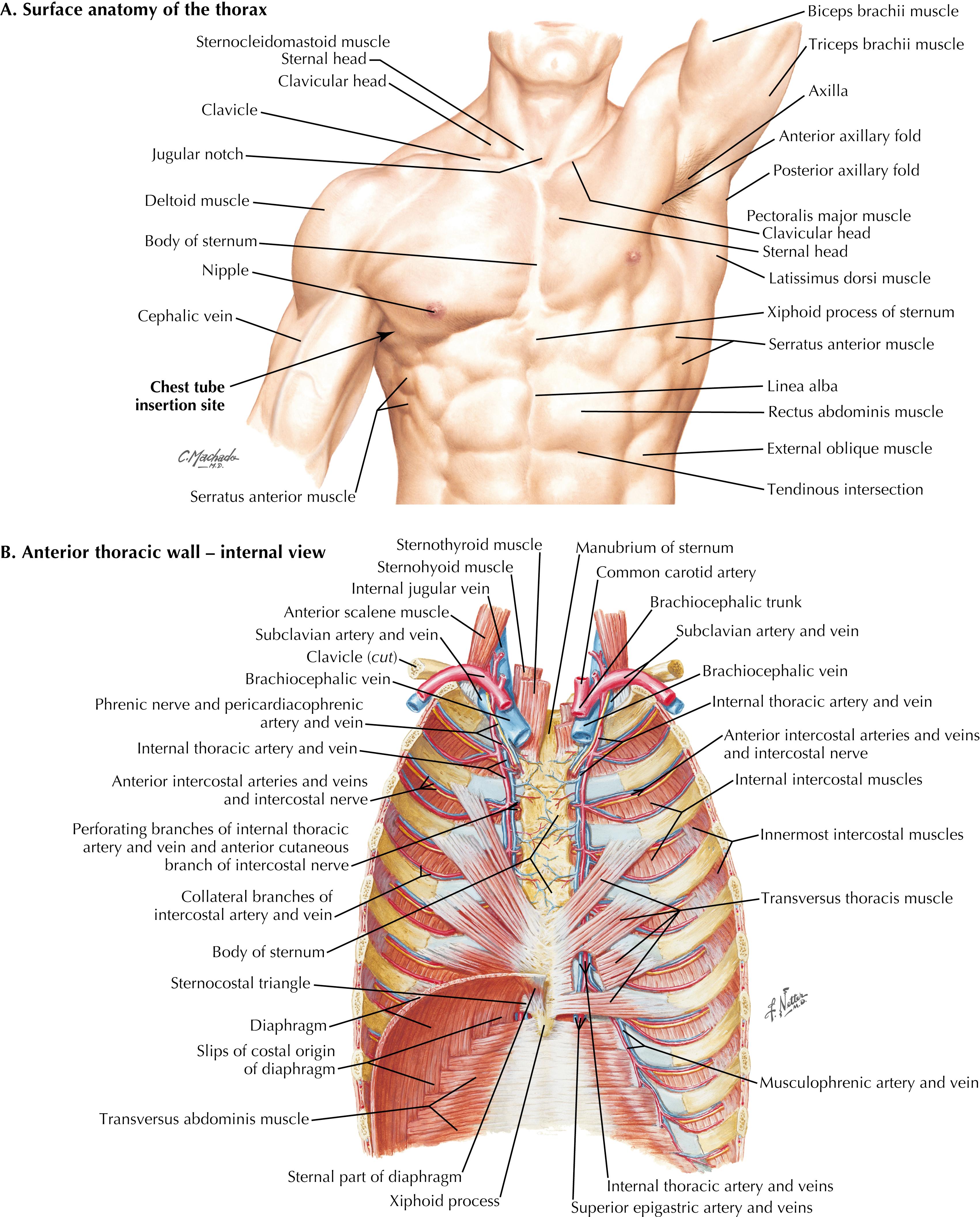 FIGURE 50.2, Anatomy of thorax.