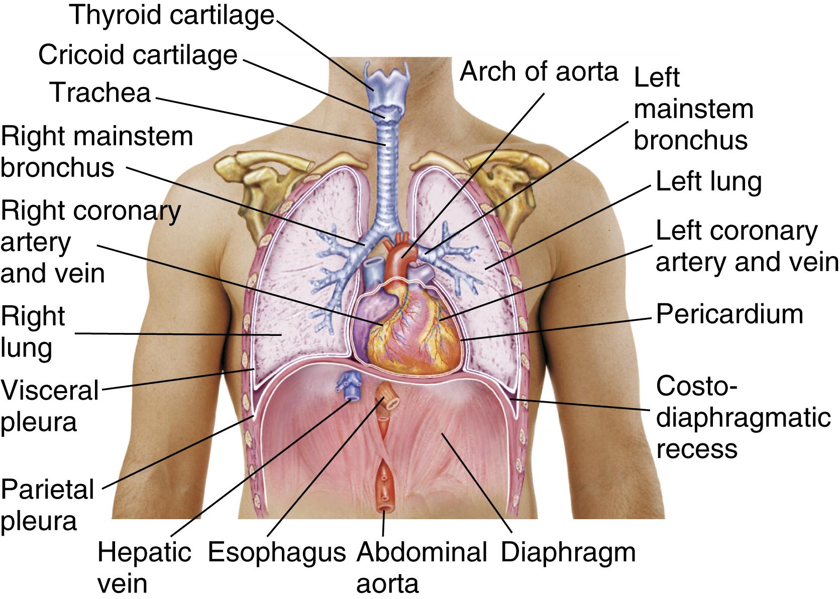 Fig. 14.2, Chest cavity and related anatomic structures.