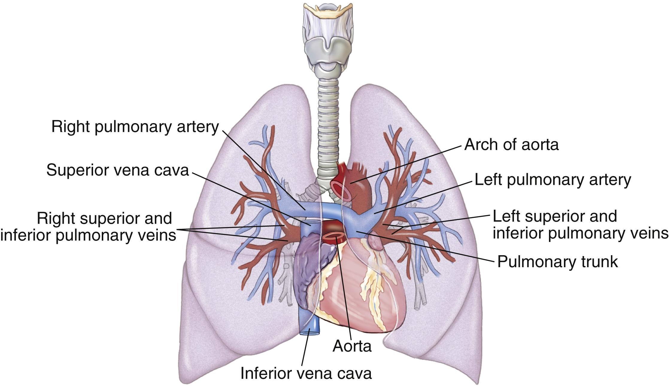 Fig. 14.5, Pulmonary circulation.